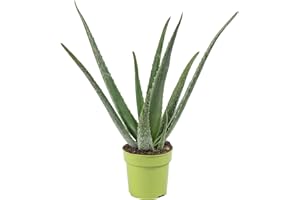 FLOWERBOX Vera aloe – Aloe vera – Altezza ca. 40 cm, diametro pentola: 12 cm