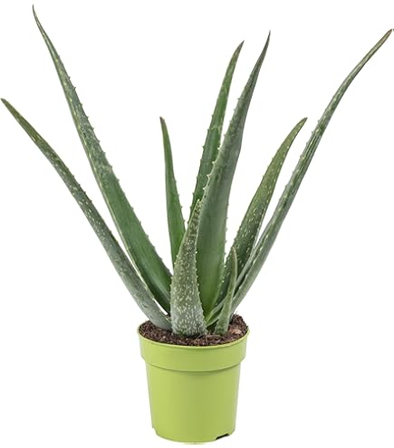 Aloe Vera Erde Mit Dnger 10 L | Luftig Lockere Spezialerde Fr Aloe-Vera  Pflanzen | Premium Blumenerde Mit Wurzelaktivator | Perfekt Als Pflanzerde  & Zum Umtopfen : Amazon.de: Garten