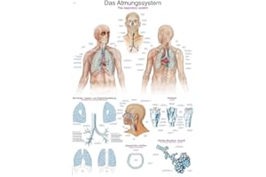 ‎ERLER-ZIMMER Lehrtafel"Das Atmungssystem", 70x100cm