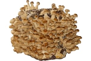 Hawlik Pilzbrut - 3 KG BIO Shiitake Kultur zum selber züchten XXL – kinderleicht Shiitake Pilze anbauen und ernten – komplettes Pilzzuchtset – fertige Pilzkultur für zuhause