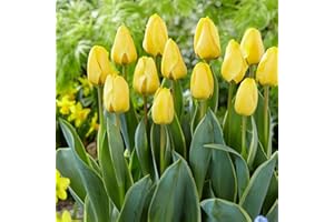 DUTCH BULBS EXCLUSIVE PLANTS FROM HOLLAND Bulbi Fiori Perenni da Esterno - 25 Bulbi Tulipani Single Yellow Passion - Piante e fiori esclusivi dall'Olanda - per giardino, vasi e balcone (senza semi, non artificiali)