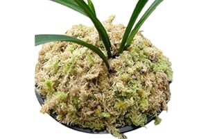 Musgo Sphagnum para orquídeas, musgo de orquídea para trasplante - Orquídeas naturales secas Sphagnum,Flores en maceta Sphagnum para decoración de terrarios, orquídeas Sphagnum para suculentas Monozoz