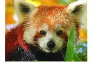 YSCOLOR Diamond Painting Kit De Peinture Diamant Complet 5D Broderie Ronde Panda Rouge Motif Animal Mosaïque Sticker Mural Couture En Cristal 30X40cm