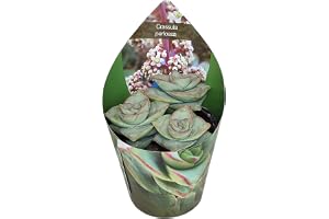 Exotenherz Crassula perfosa – sällsynt tjocka blad – raritet – 6,5 cm kruka – 15 cm hög