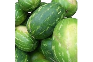 SAMENCHILISHOP (IMMER NUR EINMAL VERSAND) 10 granos de sandía gigante (rara), peso de la fruta de 12 a 16 Kg