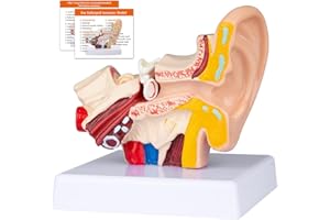 YONGYUN Modello anatomico di orecchio umano, Modello di Orecchio Umano Ingrandito 1.5 Volte, mostra il modello esterno medio dell'orecchio interno, per Insegnamento