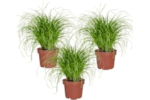 GREEN ME UP Katzengras 3er Set Cyperus zumula – frisch aus der Gärtnerei – Zimmer- & Balkonpflanze 15–20 cm – sicher für Katzen, pflegeleicht – PetLove Futterpflanze