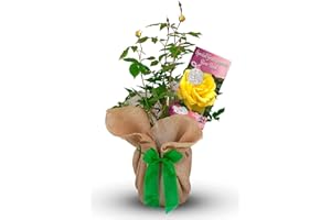 CARBETH PLANTS Rose Bush 'Special Grandparents' - A Gift for Special Grandparents - Gift Rose Bush for The Garden