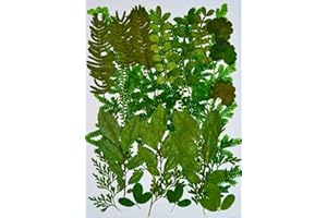 HANDI-KAFU Assorted Leaves Real Dried Pressed Flowers for Resin Art Craft DIY