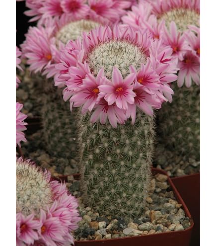 COMBO OF 7 BEAUTIFUL FLOWERING CACTUS : Amazon.in: Garden & Outdoors