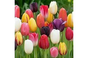 DUTCH BULBS EXCLUSIVE PLANTS FROM HOLLAND Tulpenzwiebeln Winterhart Mehrjährig - Darwin Hybrid Frühling Mix - 25 Blumenzwiebeln - Echte Pflanzen aus Holland - Zwiebeln für Garten, Töpfe und Balkon (große Knollen, kein Samen, nicht künstlich)