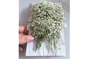 SHIIYYU 130Pcs Gypsophile Séché Mini Fleurs Sechees Naturelles Petites Fleurs Pressées Blanche pour Le Bricolage Les Bougies la Résine Les Bijoux Les Ongles L'Artisanat Fleurs Pressées Séchées