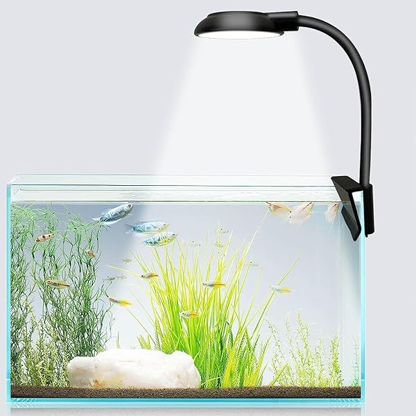 Lighting for Nano Planted Tanks: Ultimate Guide to Perfect Growth