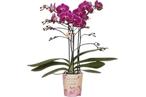 Kolibri Orchids | Lila Phalaenopsis Orchidee - Morelia - Topfgröße Ø9cm | blühende Zimmerpflanze - frisch vom Züchter