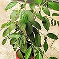 M-Tech Gardens Rare Blackpepper Plant (Bush Pepper, Hybrid) Exotic 1 Live Spice Plant