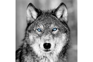 Ceanothe Tableau sur verre loup aux yeux bleus 45x45 cm - Impression Image Haute Définition Pour Décoration Murale avec Finition Brillante Fabriqué en France