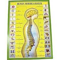 洋書 Plasticity in the Human Nervous System 洋書 Plasticity in the Human Nervous System The Human