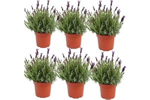 VIPARPLANT Lavanda Planta Natural - Pack Planta Aromática - Planta Natural- Planta Viva - Maceta 13/15 cm ø (Lavandula Stoechas) (Pack 6 plantas)