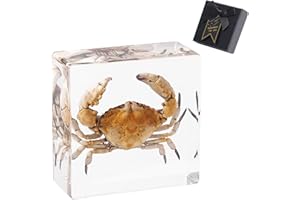 ‎1ST HEAVEN 1st Heaven Prepared Crab, Real Crab Preparation in Resin - Paperweight with Gift Box - Unique Home and Office Decoration, Gift for Nature Lovers and Curious People