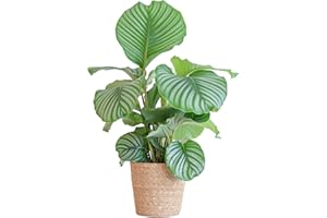 BloomPost Calathea Orbifolia 'Peacock Plant' - 55-65 cm + Basket - Indoor Plant - Low Maintenance House Plant - Easy to Grow Home Office Plants - Next Day Free UK Delivery