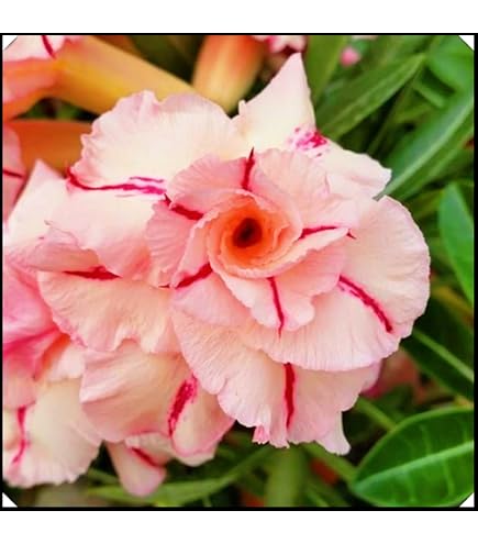 Produktbild von Wüstenrose Rhizome/Adenium Obesum-Mehrjährig Winterhart,Herbstpflanzung Für Frühlingsschönheit-4 Rhizome-C