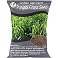 Iagrifarm Punjabi Grass Seed - 250 gram/Multicut Grass seed/Fodder Grass for Cattle