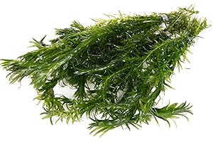 Lincolnshire Pond Plants Ltd - 5 Bunches of Elodea Densa Oxygenating Pond Plant (Weighted)