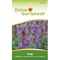 Ysop Samen (Mehrjährig) | Ysopsamen | Saatgut für Ysop-Pflanzen | Kräutersamen