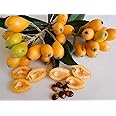 Royal Paradise Garden Rare Loquat Fruit Tropical Exotic Seedling Live Plant