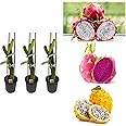 Dragon fruit live plant big size || live plant for big size dragon fruit pack of 3