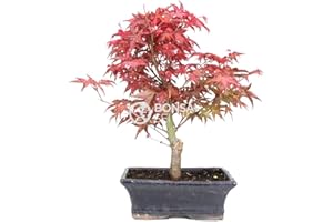 Bonsai - Arce japones, 9 Años (Bonsai Sei - Acer Palmatum Deshojo)