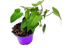 Süßkartoffel Erato white Gourmet Ipomea batata 2er Set