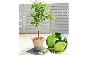 BALDUR-GARTEN GMBH BALDUR Garten Süß-Mandel "Nut Me® Almond", 1 Pflanze, Mandelbaum, winterhart, mehrjährig, blühend, Prunus dulcis, selbstfruchtend, essbare Früchte, Obst-Rarität