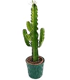 Pianta viva di cactus succulento 10 cm Euphorbia Poissonii Pax Pianta viva di cactus succulento 10 cm Euphorbia Poissonii Pax