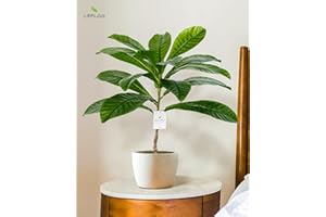 Leflos 60cm albero artificiale di Elaeocarpus per interni, pianta tropicale realistica di Elaeocarpus in vaso bianco, decorazione per soggiorno, ufficio, festa & celebrazione