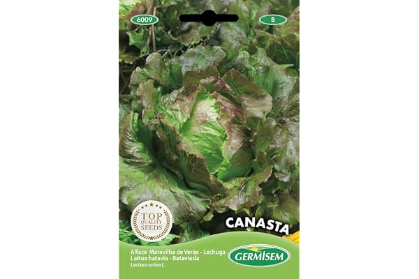 Germisem graines Laitue batavia CANASTA