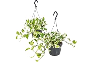 Bloomique - 2er-Set - Scindapsus N-Joy - Efeutute - Hängepflanze - Auch geeignet als Kletterpflanze - Zimmerpflanzen - Luftreinigend - Pflegeleicht - 20-30 cm Hoch - Topf 15 cm