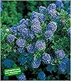 BALDUR Garten Immergrüne Säckelblume Blauer Ceanothus 'Blue Mound', 1 ...