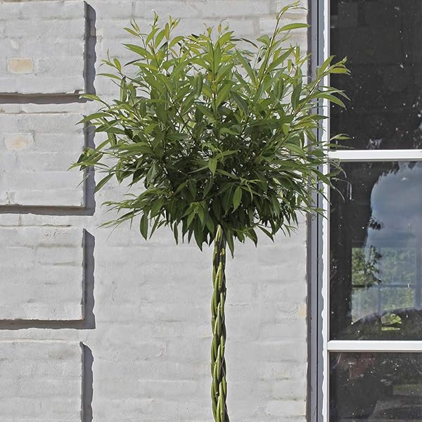 Willow Wand R Small 50cm Amazon Co Uk Garden Outdoors