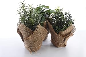 DPIRINTALEN DPI Fideo - Künstliche Kräuter im Jutebeutel 3er Set Basilikum Rosmarin Thymian