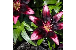 KVHSVB Bulbos de nenúfar, plantas en macetas, plantas de balcón, fragancia violeta, floración todo el año, purificación del agua-30bulbos-B