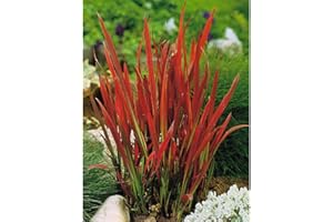 BLUMEN EBER Japanisches Blutgras 'Red Baron' - Imperata cylindrica 'Red Baron', im Topf 12 cm, winterhart - 12 cm