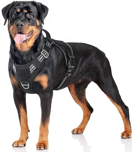 Rottweiler Heavy Duty Dog Leashes Metal Collar For Dogs Dog