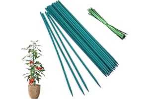 DeJivsin 25 Varillas de bambú Verde, Tutores para Plantas, Tutores para Tomateras, Cañas para Tomateras, 25 Cintas Metálicas para Jardín, Plantas Trepadoras, Extensión de Soporte para Plantas