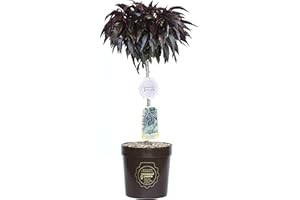 Vannucci Piante - Prunus persica nano (Pesco) 'Crimson Bonfire', Pianta vera in vaso, Pianta da esterno