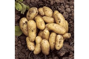 YouGarden - Seed Potato 'Charlotte' - 2.5kg Bag, Planting in UK Gardens, Grow Your Own Potatoes