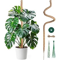 Tuteur Plante Grimpante 120 Cm Poteau De Mousse Pliable Pour Plantes