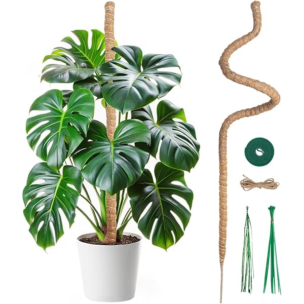 Rankhilfe fr Kletterpflanzen erweiterbar - Kletterhilfe - Monstera -  Efeutute - Philodendron (Beige, 4, Millimeter, 270, Zentimeter, 270,  Zentimeter, 270.00, Zentimeter, 12, Zentimeter) : Amazon.de: Kche,  Haushalt & Wohnen