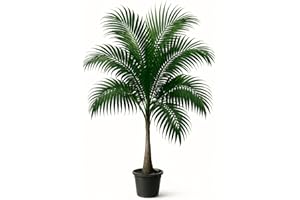 LE GRENIER D'ABONDANCE LES GRAINES QUI DONNENT ENVIE 10 graines à semer - Le Grenier d'Abondance - PALMIER MAJESTY - Ravenea rivularis