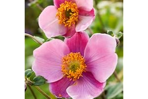 Hayloft Anemone 'September Charm'| Japanese Anemone Plant|Fully Hardy Perennial | Pink Flowers| 1 x 9cm Pot
